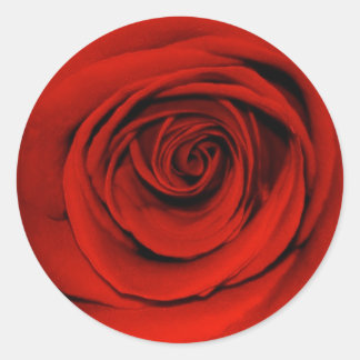 Close up of red rose classic round sticker