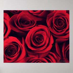 Close up of red rose flowers. poster