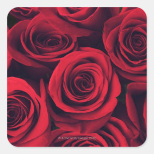 Close up of red rose flowers. square sticker