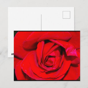 Close up of Red Rose Postcard