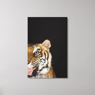 Close up of roaring tiger's face canvas print