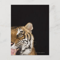Close up of roaring tiger's face