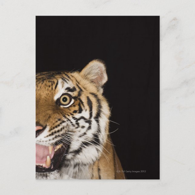 Close up of roaring tiger's face postcard (Front)