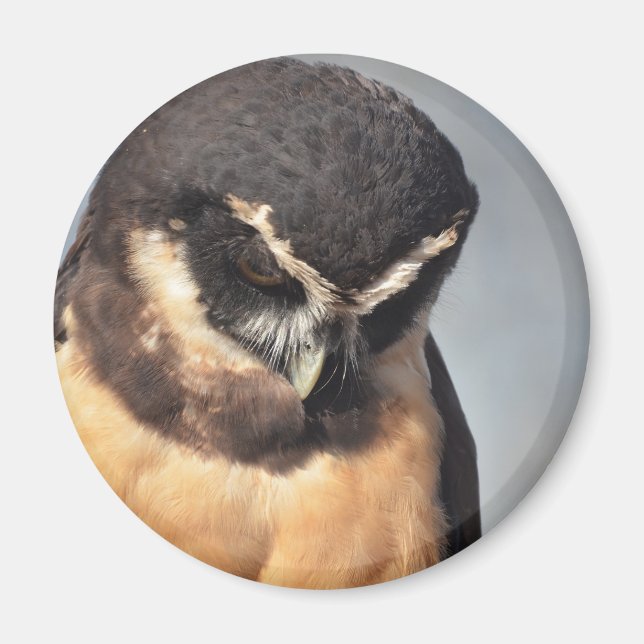 Close up of Spectacled Owl looking down angry Magnet (Front)