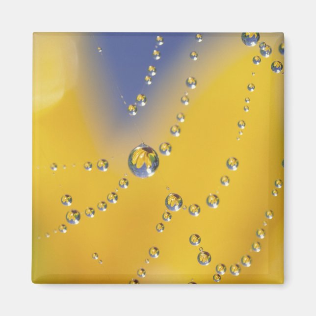 Close-up of spider web with dew drops magnet (Front)