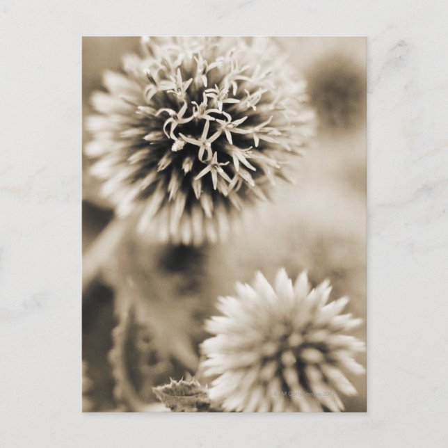 Close-up of spiky plants postcard (Front)