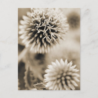 Close-up of spiky plants postcard