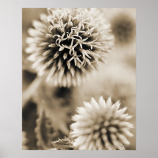 Close-up of spiky plants poster