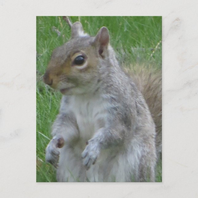 Close Up Of Squirrel Postcard (Front)