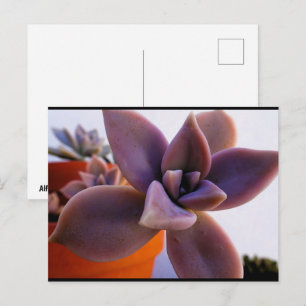 Close up of Succulent Ghost-plant Postcard