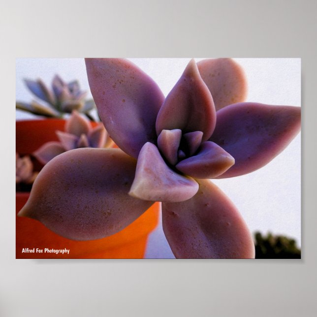 Close up of Succulent Ghost-plant Poster (Front)