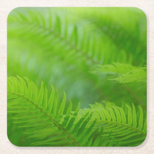 Close-up of sword fern square paper coaster