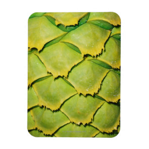 Close-up of texture and pattern of tropical tree magnet