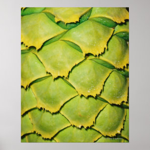 Close-up of texture and pattern of tropical tree poster