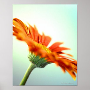 close-up of the petals of an orange gerbera poster