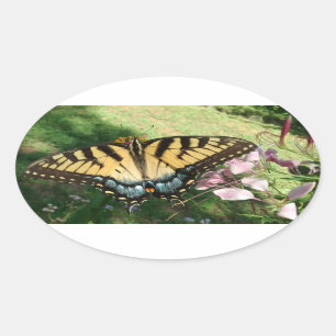 Close-up of Tiger Swallowtail Next to Cleome Oval Sticker