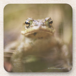 Close-up of toad coaster