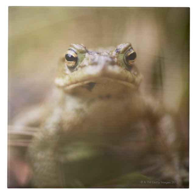 Close-up of toad tile (Front)