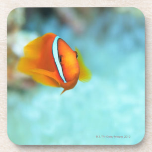 Close-up of tomato anemone fish, Okinawa, Japan Coaster