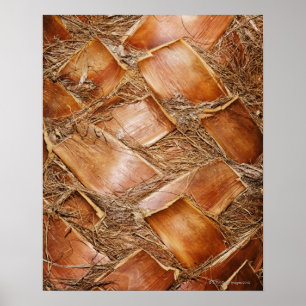 Close-up of trunk of palm tree poster