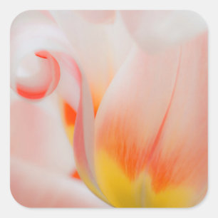 Close-up of tulip 3 square sticker