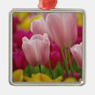 Close-up of tulip flower, Kuekenhof Gardens, Metal Tree Decoration