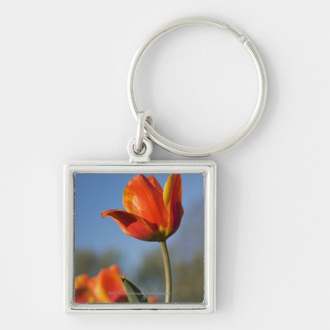 Close-up of tulip flowers key ring (Front)