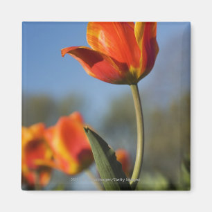 Close-up of tulip flowers magnet