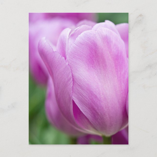 Close-up of tulip postcard (Front)