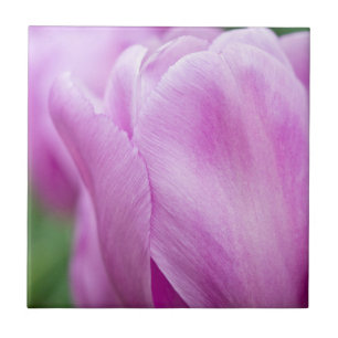 Close-up of tulip tile