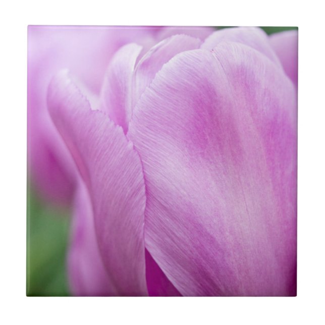 Close-up of tulip tile (Front)