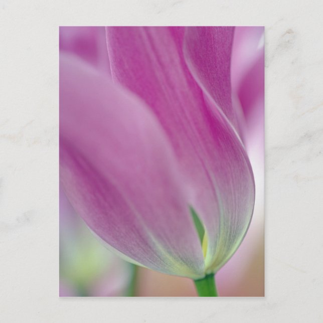 Close-up of underside of tulip flower, 2 postcard (Front)