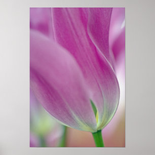 Close-up of underside of tulip flower, 2 poster