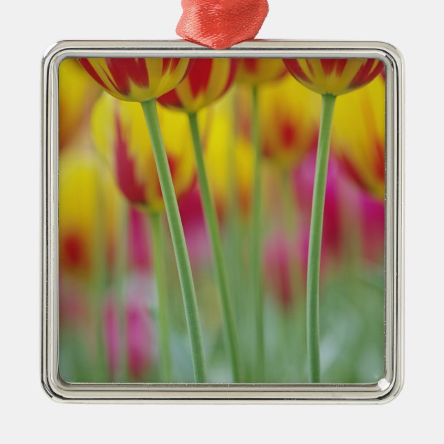 Close-up of underside of tulip flower, 3 metal tree decoration (Front)