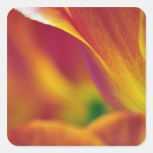 Close-up of underside of tulip flower, 4 square sticker