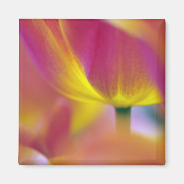 Close-up of underside of tulip flower, Kuekenhof 2 Magnet (Front)