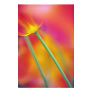 Close-up of underside of tulip flower, photo print