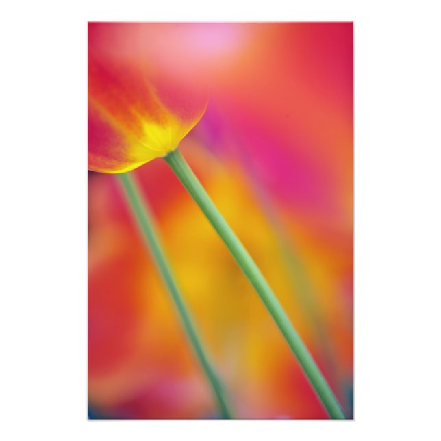 Close-up of underside of tulip flower, photo print (Front)