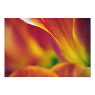 Close-up of underside of tulip flower, photo print