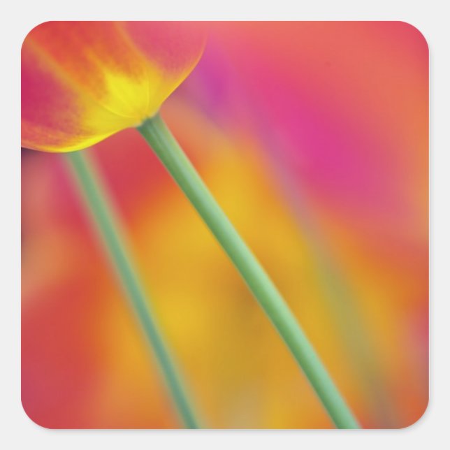 Close-up of underside of tulip flower, square sticker (Front)