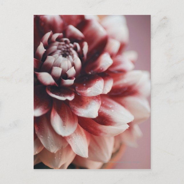 Close-up of water drops on a flower postcard (Front)