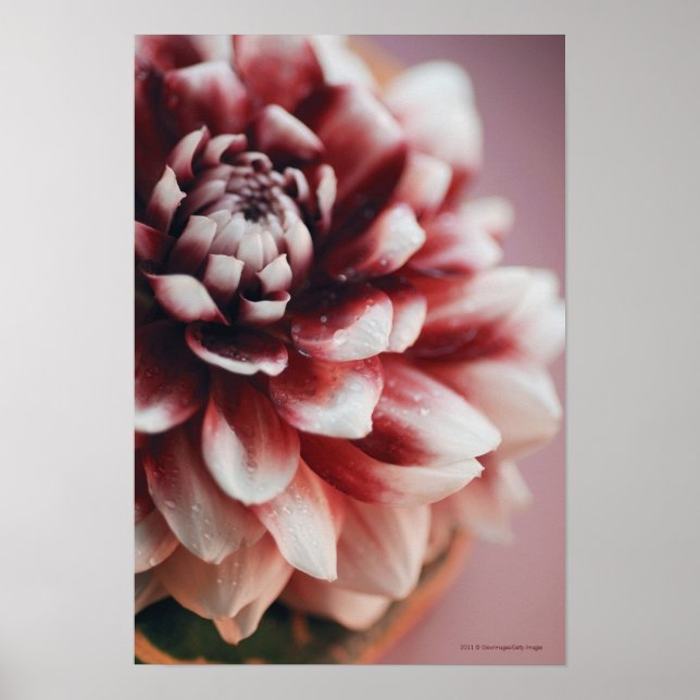 Close-up of water drops on a flower poster (Front)
