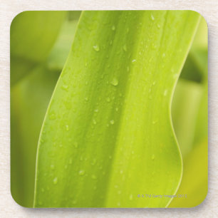 Close up of wet tropical leaf coaster