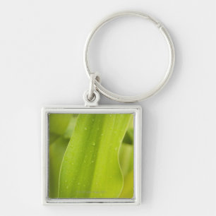 Close up of wet tropical leaf key ring