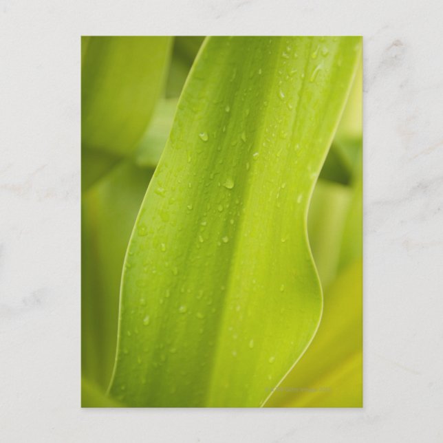 Close up of wet tropical leaf postcard (Front)