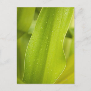 Close up of wet tropical leaf postcard