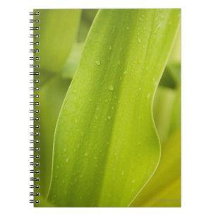 Close up of wet tropical leaf spiral notebook