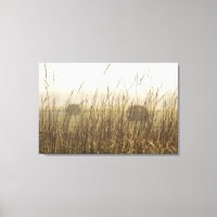 Close up of Wheat Photography