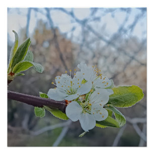 Close-up of white cherry blossoms in spring poster