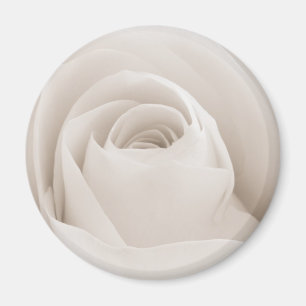 Close up of White Rose Petals Magnet